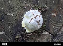 Attēlu rezultāti vaicājumam “Reticularia sp.”