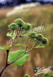 Attēlu rezultāti vaicājumam “Arctium lappa leaf”