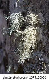 Attēlu rezultāti vaicājumam “Ramalina farinacea”