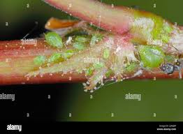 Attēlu rezultāti vaicājumam “Rhopalosiphum oxyacanthae”