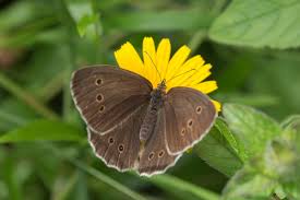 Attēlu rezultāti vaicājumam “Aphantopus hyperantus”