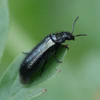 Attēlu rezultāti vaicājumam “Dasytes caeruleus”