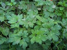 Attēlu rezultāti vaicājumam “Ranunculus cassubicus leaf”