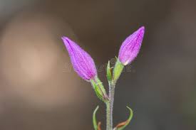Attēlu rezultāti vaicājumam “Cephalanthera rubra bud”