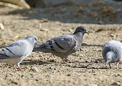 Attēlu rezultāti vaicājumam “Columba livia f. domestica adult”