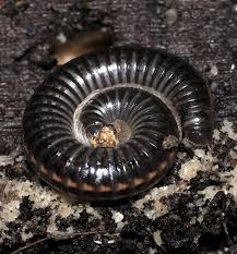 Attēlu rezultāti vaicājumam “Ommatoiulus vilnensis”