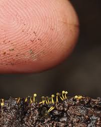 Attēlu rezultāti vaicājumam “Physarum bitectum macro”