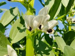 Attēlu rezultāti vaicājumam “Vicia faba flower”