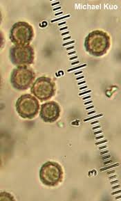 Attēlu rezultāti vaicājumam “Geastrum rufescens”