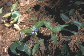 Attēlu rezultāti vaicājumam “Commelinaceae”