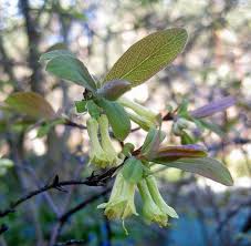 Attēlu rezultāti vaicājumam “Lonicera caerulea var. pallasii flower”