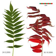 Attēlu rezultāti vaicājumam “Rhus typhina leaf”