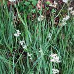 Attēlu rezultāti vaicājumam “Luzula campestris fruit”