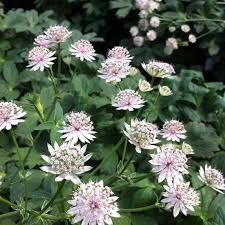 Attēlu rezultāti vaicājumam “Astrantia major fruit”
