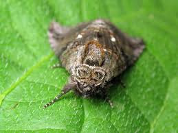 Attēlu rezultāti vaicājumam “Abrostola tripartita”