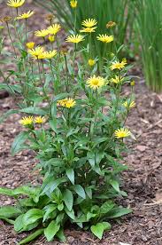 Image result for Buphthalmum salicifolium