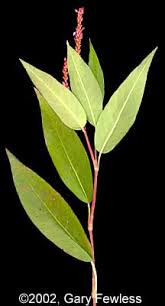 Attēlu rezultāti vaicājumam “Polygonum amphibium”