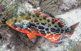 Image result for Mycteroperca venenosa