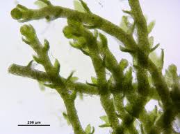 Attēlu rezultāti vaicājumam “Cephaloziella hampeana”