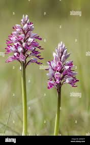 Attēlu rezultāti vaicājumam “Orchis militaris leaf”