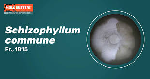 Attēlu rezultāti vaicājumam “Schizophyllum commune”