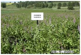 Attēlu rezultāti vaicājumam “Galega orientalis bud”