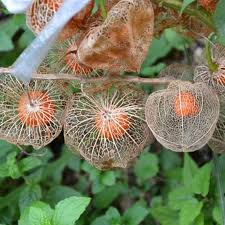 Attēlu rezultāti vaicājumam “Physalis alkekengi leaf”