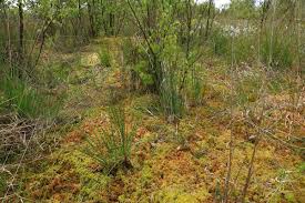 Attēlu rezultāti vaicājumam “Sphagnum molle”