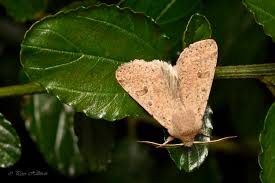Attēlu rezultāti vaicājumam “Orthosia cruda”