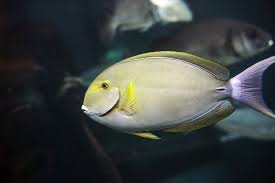 Image result for Acanthurus xanthopterus