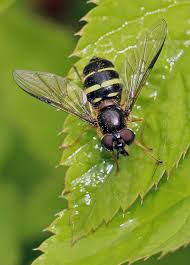 Attēlu rezultāti vaicājumam “Dasysyrphus tricinctus”