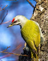 Attēlu rezultāti vaicājumam “Picus canus”