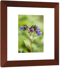 Attēlu rezultāti vaicājumam “Pulmonaria angustifolia flower”