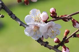 Attēlu rezultāti vaicājumam “Malus mandshurica fruit”