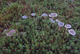 Attēlu rezultāti vaicājumam “Cantharellula umbonata”