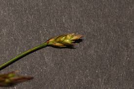 Attēlu rezultāti vaicājumam “Carex chordorrhiza”