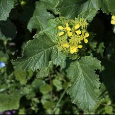 Attēlu rezultāti vaicājumam “Sinapis arvensis”