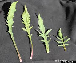 Attēlu rezultāti vaicājumam “Knautia arvensis leaf”