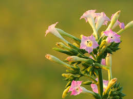 Attēlu rezultāti vaicājumam “Nicotiana tabacum flower”