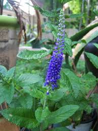 Attēlu rezultāti vaicājumam “Veronica longifolia bud”