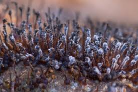 Attēlu rezultāti vaicājumam “Melanospora lagenaria”