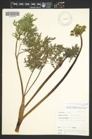 Attēlu rezultāti vaicājumam “Conioselinum tataricum”