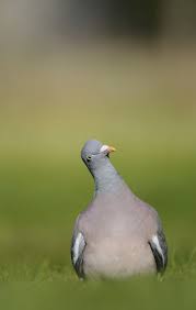 Attēlu rezultāti vaicājumam “Columba palumbus adult”