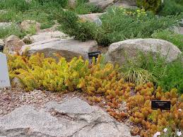 Attēlu rezultāti vaicājumam “Sedum rupestre”