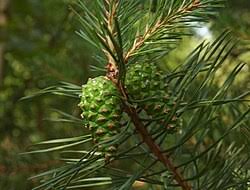Attēlu rezultāti vaicājumam “Pinus sylvestris var. borussica”