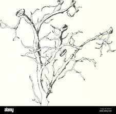 Attēlu rezultāti vaicājumam “Ramalina calicaris”