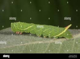 Attēlu rezultāti vaicājumam “Laothoe populi larva”