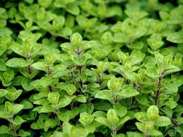 Image result for Origanum majorana