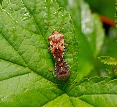 Attēlu rezultāti vaicājumam “Elasmucha grisea imago”