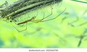 Attēlu rezultāti vaicājumam “Tetragnatha extensa”